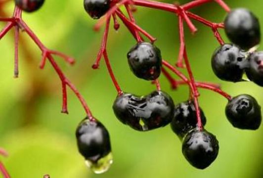 Elderberry P.E.